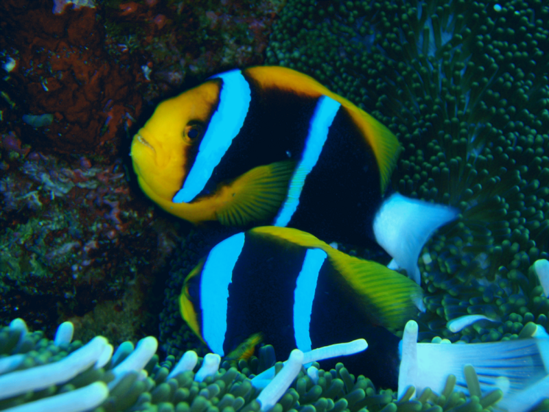 File:P5150486.png